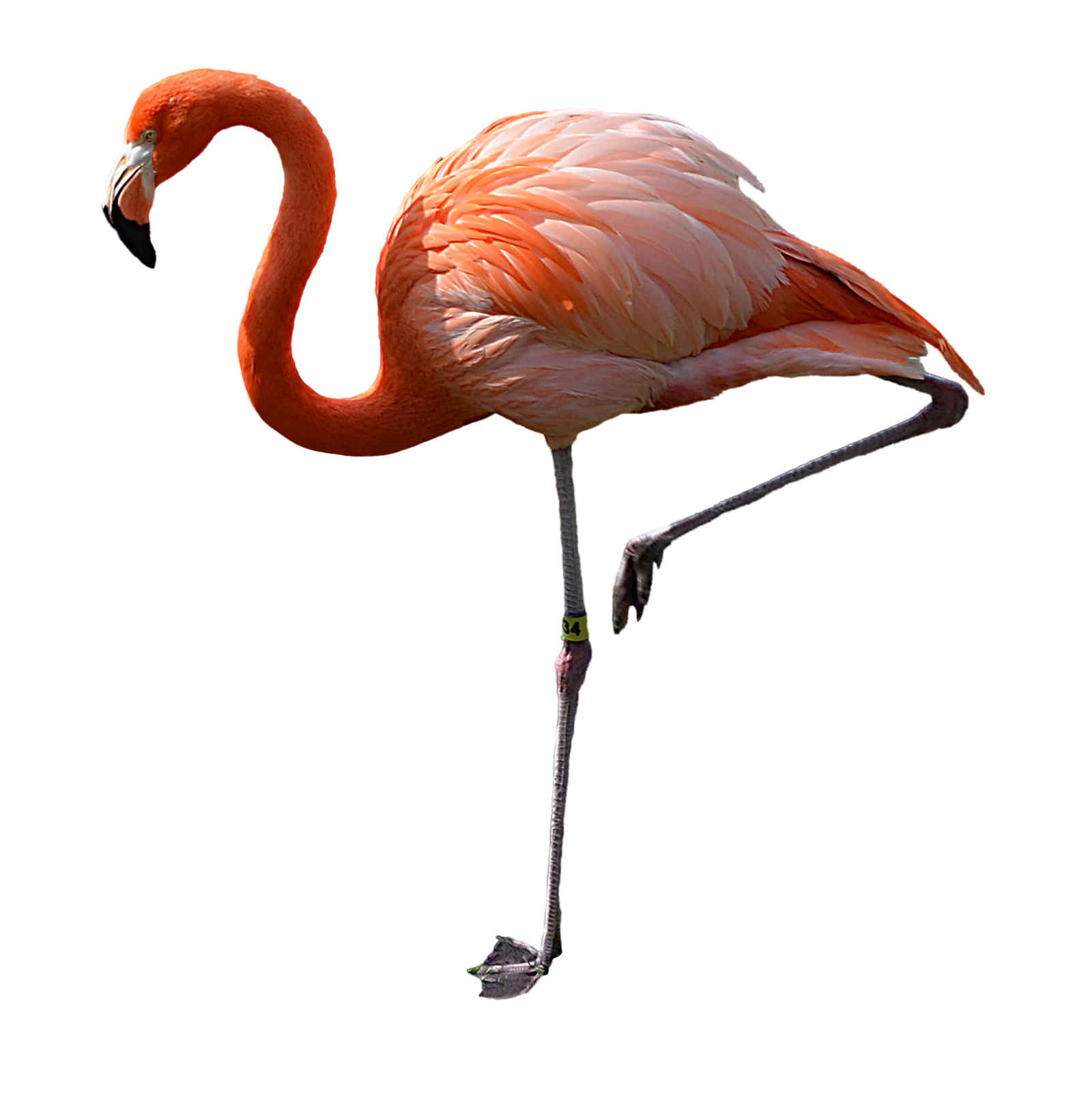 flamingo group game