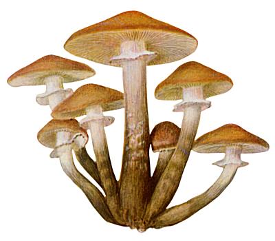 Mushrooms; Mushroom Tag Game