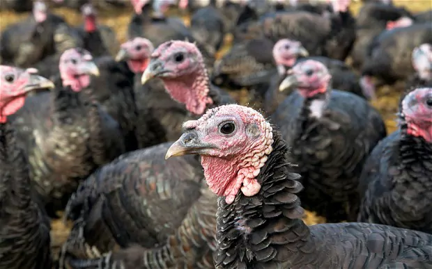 Turkeys; Free the turkeys group game